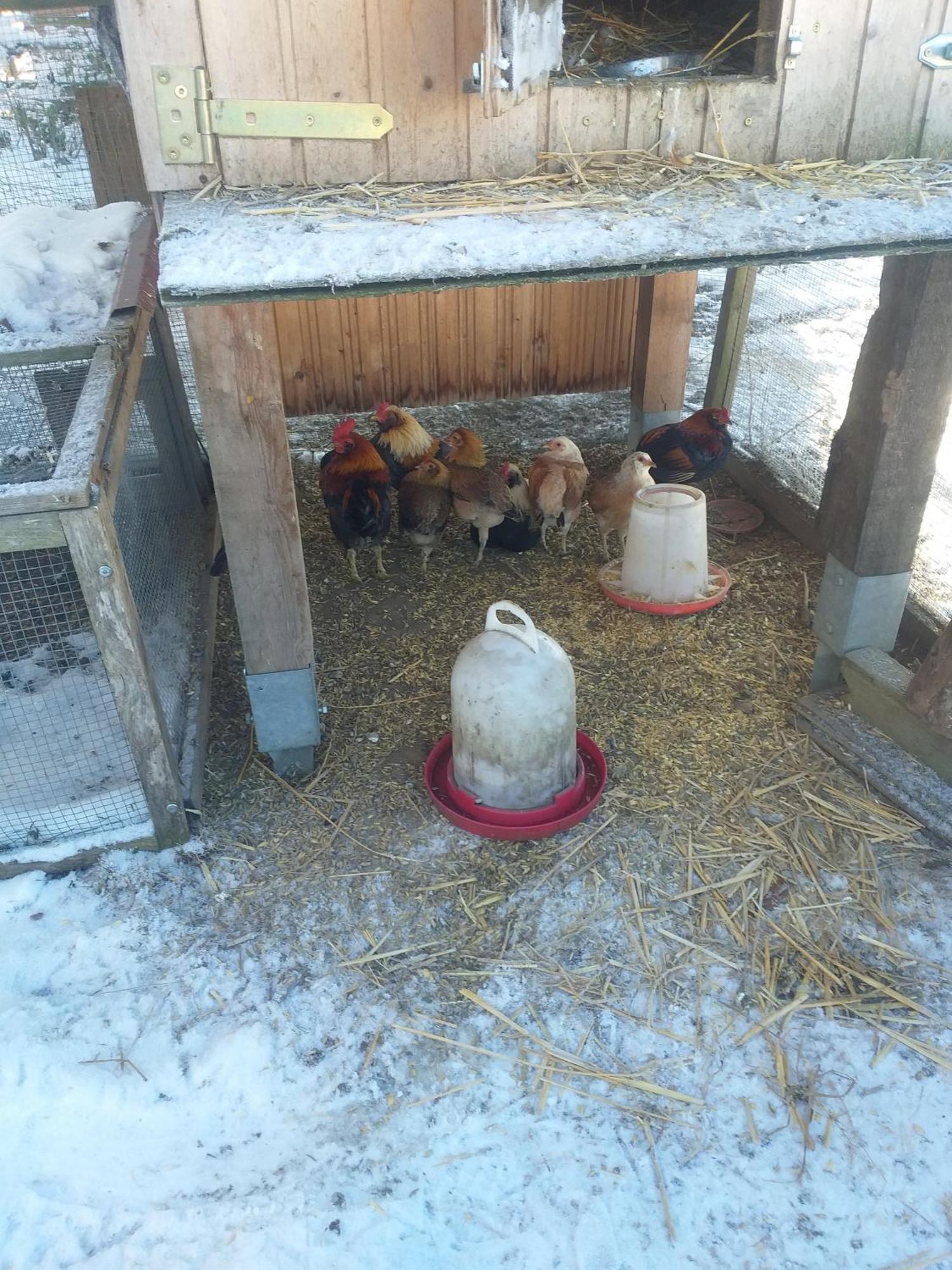 Ferienwohnung Sonnenschein Mit Kleinem Bauernhof Thale Extérieur photo
